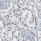 Anti-PTDSS1 antibody produced in rabbit Prestige Antibodies&#174; Powered by Atlas Antibodies, affinity isolated antibody, buffered aqueous glycerol solution