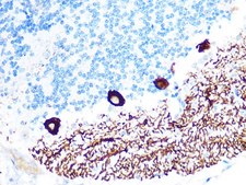 Anti-IP3R antibody produced in rabbit