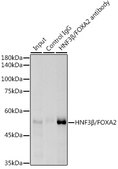 Anti-HNF3&#946;/FOXA2 Antibody, clone 9O4M2, Rabbit Monoclonal