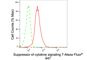 Anti Suppressor Of Cytokine Signaling 7 Antibody, clone 24GB1820, Rabbit Monoclonal clone 24GB1820, recombinant rabbit monoclonal, expressed in HEK293 cells