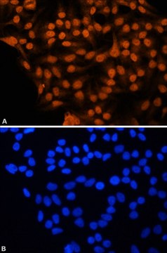 Anti-RUNX1 (N-terminal) antibody produced in rabbit ~1.0&#160;mg/mL, affinity isolated antibody, buffered aqueous solution