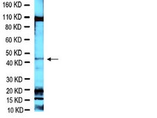 Anti-Brn-3a Antibody Chemicon&#174;, from rabbit
