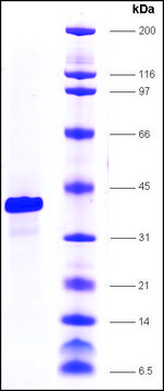 Topo I (N1-197) (NTD) human recombinant, expressed in insect cells, &#8805;85% (SDS-PAGE)