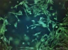 TissueFab&#174; bioink&nbsp; Alg(Gel)ma -UV/365 nm