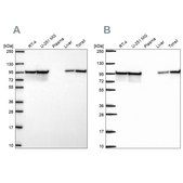Anti-HSP90AB1 antibody produced in rabbit Prestige Antibodies&#174; Powered by Atlas Antibodies, affinity isolated antibody