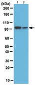 Anti-Spartin Antibody serum, from rabbit