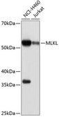 Anti- MLKL antibody produced in rabbit