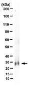 Anti-PDGF-AA Antibody, clone 5C10.8