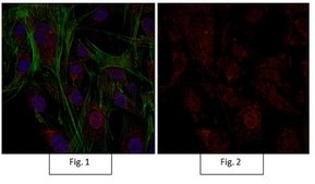 Anti-Active-&#946;-Catenin Antibody, clone 8E7, Alexa Fluor&#8482; 555 clone 8E7, from mouse, ALEXA FLUOR&#8482; 555