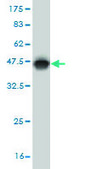 Monoclonal Anti-ERRFI1 antibody produced in mouse clone 2B9, purified immunoglobulin, buffered aqueous solution