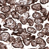 Monoclonal Anti-PPIB antibody produced in mouse Prestige Antibodies&#174; Powered by Atlas Antibodies, clone CL3901, purified immunoglobulin, buffered aqueous glycerol solution