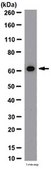 Anti-NF&#954;B p65 Antibody, CT from rabbit
