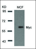 Anti-MYC (Ab-58) antibody produced in rabbit affinity isolated antibody
