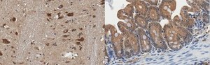 Anti-ERK1/2 Antibody, clone 16A6.1 clone 16A6.1, from mouse