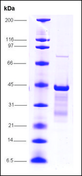 p53 (1-81), mutant, GST tagged human recombinant, expressed in E. coli, &#8805;80% (SDS-PAGE)