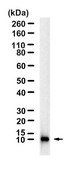 Anti-RANTES Antibody, clone 1K17 ZooMAb&#174; Rabbit Monoclonal recombinant, expressed in HEK 293 cells