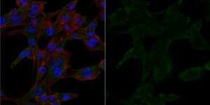 Anti-Dynein Antibody, IC, cytosolic, clone 74.1, Alexa Fluor&#8482; 488 Conjugate clone 74.1, from mouse, ALEXA FLUOR&#8482; 488