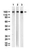 Anti-RAD50 Antibody, clone 1I11 ZooMAb&#174; Rabbit Monoclonal recombinant, expressed in HEK 293 cells