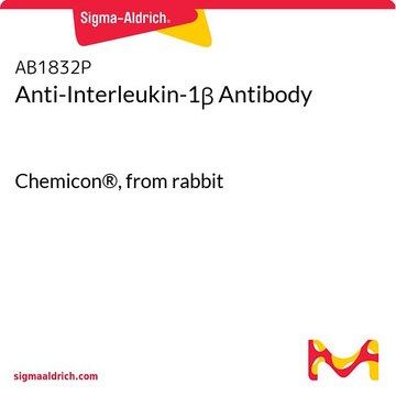 Anti-Interleukin-1&#946; Antibody Chemicon&#174;, from rabbit