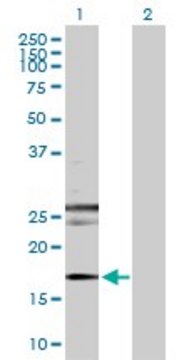 Anti-RHEB antibody produced in rabbit purified immunoglobulin, buffered aqueous solution