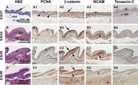 Anti-PCNA Antibody, clone PC10 clone PC10, Chemicon&#174;, from mouse