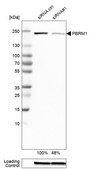 Monoclonal Anti-PBRM1 antibody produced in mouse Prestige Antibodies&#174; Powered by Atlas Antibodies, clone CL0331, purified immunoglobulin, buffered aqueous glycerol solution