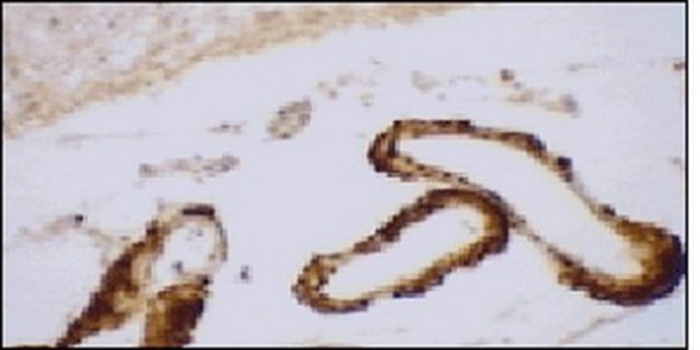 Anti-Apolipoprotein E Mouse mAb (E6D7) liquid, clone E6D7, Calbiochem&#174;