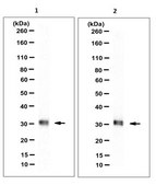 Anti-Prohibitin-1 (PHB1), clone 1G5C1 Antibody clone 1G5C1, from rat