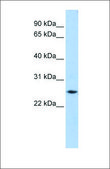Anti-FTH1 affinity isolated antibody