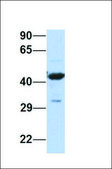Anti-FOXA2 antibody produced in rabbit affinity isolated antibody