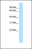 Anti-SLC1A2 antibody produced in rabbit affinity isolated antibody