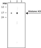 Anti-phospho-Histone H3 (pSer10) antibody produced in rabbit IgG fraction of antiserum, buffered aqueous solution