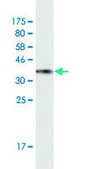 Monoclonal Anti-SUMO2 antibody produced in mouse clone 2H8, purified immunoglobulin, buffered aqueous solution