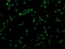 Avidin–FITC from egg white buffered aqueous solution