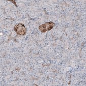 Monoclonal Anti-MAP2 antibody produced in mouse Prestige Antibodies&#174; Powered by Atlas Antibodies, clone CL5420, purified immunoglobulin, buffered aqueous glycerol solution