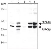 Anti-PSPC1 (C-terminal) antibody produced in rabbit ~1.0&#160;mg/mL, affinity isolated antibody