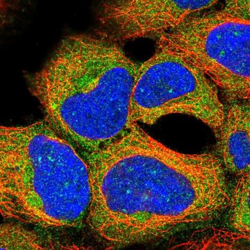 Anti-AKT1S1 antibody produced in rabbit Prestige Antibodies&#174; Powered by Atlas Antibodies, affinity isolated antibody