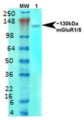 Monoclonal Anti-Sur1 - Fitc antibody produced in mouse clone S289-16, purified immunoglobulin