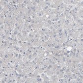 Anti-MURC antibody produced in rabbit Prestige Antibodies&#174; Powered by Atlas Antibodies, affinity isolated antibody, buffered aqueous glycerol solution, Ab3