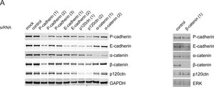 Anti-&#945;-Catenin antibody produced in rabbit whole antiserum