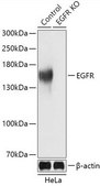 Anti- EGFR antibody produced in rabbit