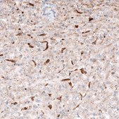 Monoclonal Anti-GRN antibody produced in mouse Prestige Antibodies&#174; Powered by Atlas Antibodies, clone CL5695, purified immunoglobulin, buffered aqueous glycerol solution