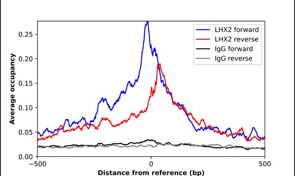 Anti-LHX2 antibody produced in rabbit Prestige Antibodies&#174; Powered by Atlas Antibodies, affinity isolated antibody