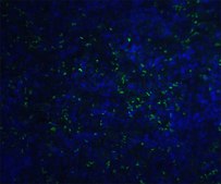 Monoclonal Anti-ORAI1 antibody produced in mouse clone 3F6H5, purified immunoglobulin, buffered aqueous solution