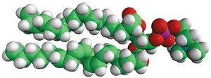 18:0-20:4 PC 1-stearoyl-2-arachidonoyl-sn-glycero-3-phosphocholine, chloroform