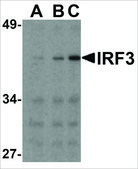 Anti-IRF3 antibody produced in rabbit affinity isolated antibody, buffered aqueous solution