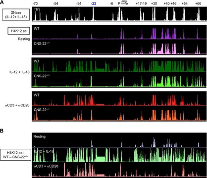 Anti-acetyl-Histone H4 (Lys12) Antibody serum, Upstate&#174;