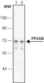Anti-PP2A subunit B isoform B56-&#948; antibody, Mouse monoclonal clone H5D12, purified from hybridoma cell culture