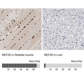 Anti-MEF2D antibody produced in rabbit Ab1, Prestige Antibodies&#174; Powered by Atlas Antibodies, affinity isolated antibody, buffered aqueous glycerol solution