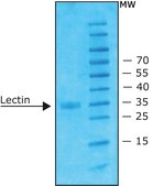 Lectin from Bandeiraea simplicifolia (Griffonia simplicifolia) lyophilized powder